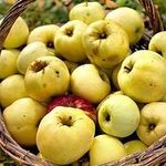 15 лучших сортов яблонь для выращивания на Урале и в Сибири