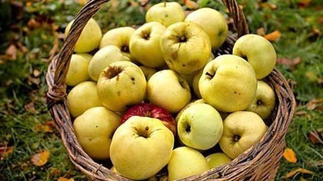 15 лучших сортов яблонь для выращивания на Урале и в Сибири