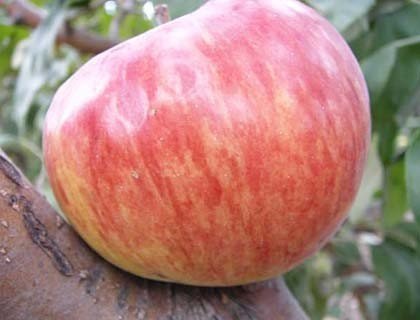 Сорт яблок коричное полосатое