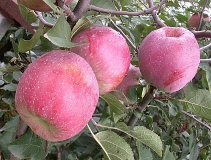 Сорт яблони пинова