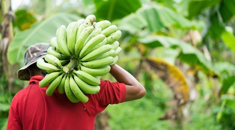 Бананы на филиппинах