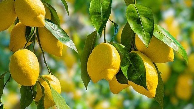 Абрикосы армянские, лимоны марокканские, бананы эквадорские