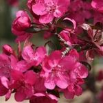 Декоративная яблоня Роялти – как правильно ухаживать за растением