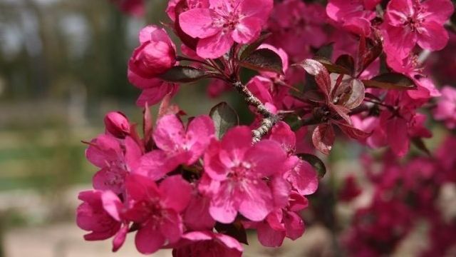 Декоративная яблоня Роялти – как правильно ухаживать за растением
