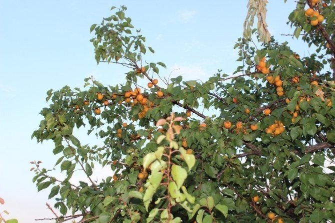 Дерево дикого абрикоса