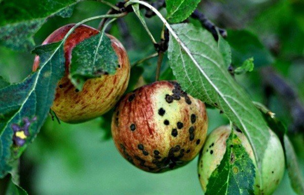 Парша яблони и груши