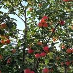 Горноалтайская яблоня посадка и уход