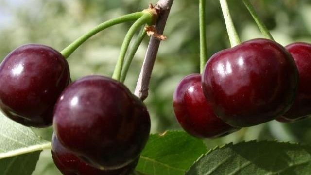 Как раскрыть весь потенциал вишни сорта Жуковская