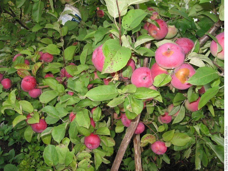 Яблоня розовый налив