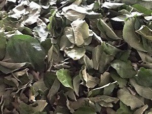 Сухие листья коки