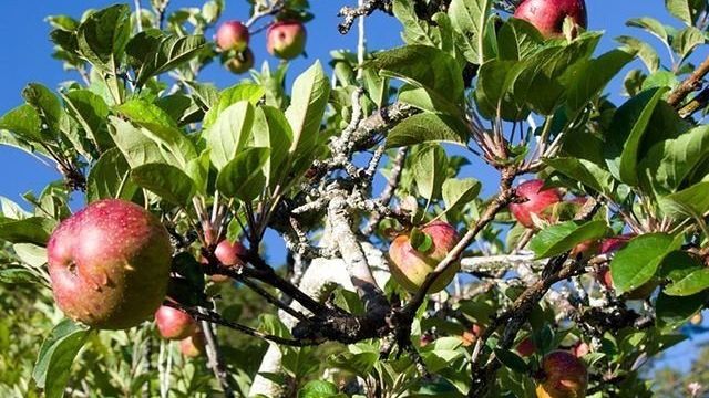 На какие деревья можно привить яблоню