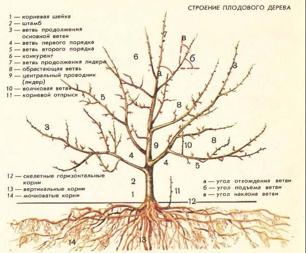 Корни плодовых деревьев схема