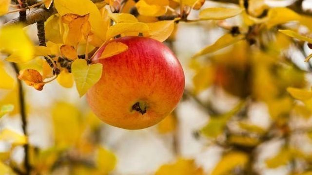 Осенний уход за яблоней