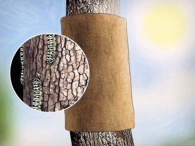 Защита стволов деревьев мешковиной