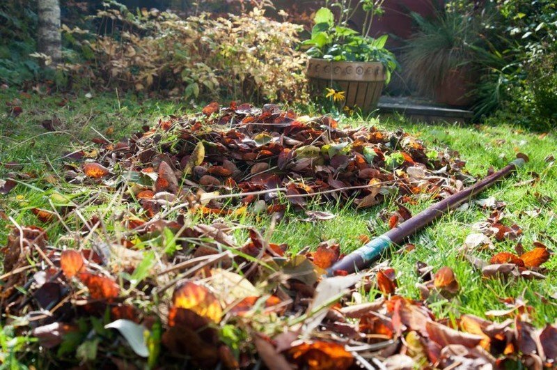 Надо ли убирать опавшие листья в саду осенью