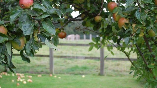 Особенности выращивания и ухода за яблоней сорта Брусничное