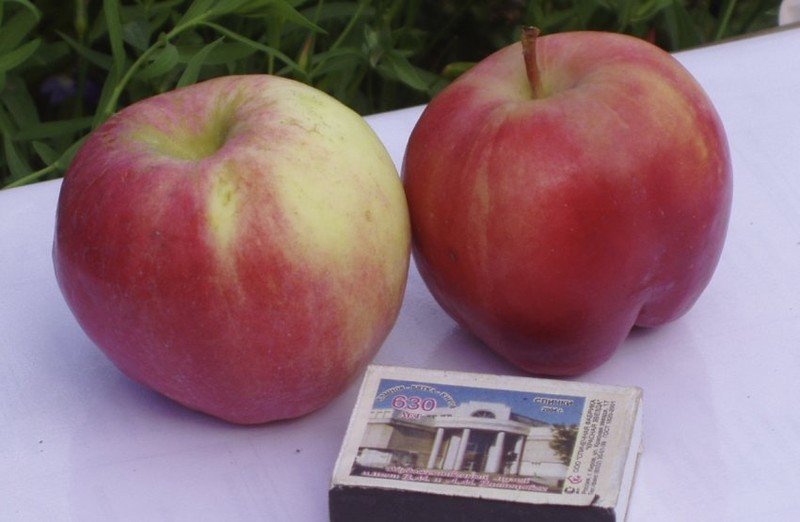 Сорт яблони джумбо помм