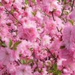 Особенности выращивания японской вишни