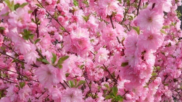 Особенности выращивания японской вишни