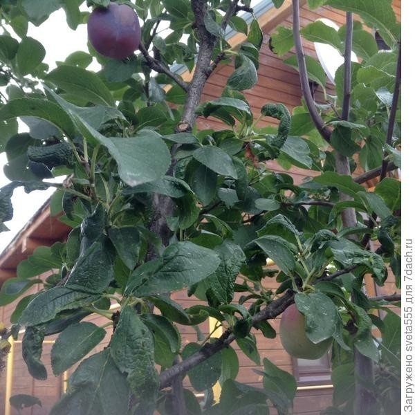 Яблоня с фиолетовыми плодами