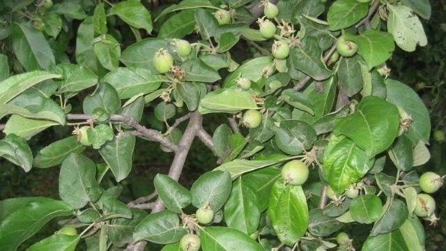 Почему опадают яблоки – яблоня сбрасывает плоды