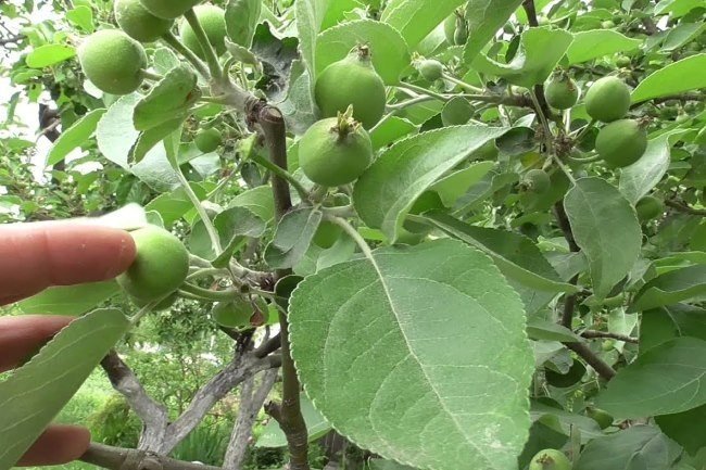 Завязался плод на яблоне