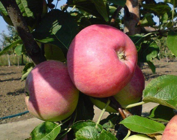 Розовая столовка яблоня
