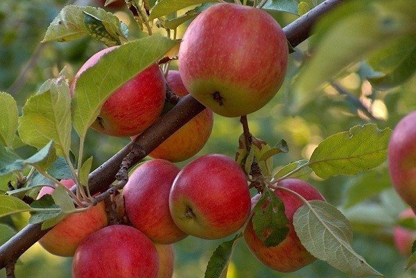 Яблоня джонаголд
