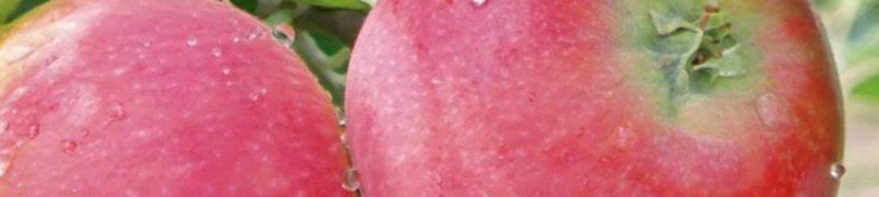 Яблоня розовый жемчуг для подмосковья