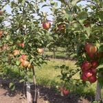 Советы экспертов, что делать, если сохнут яблони