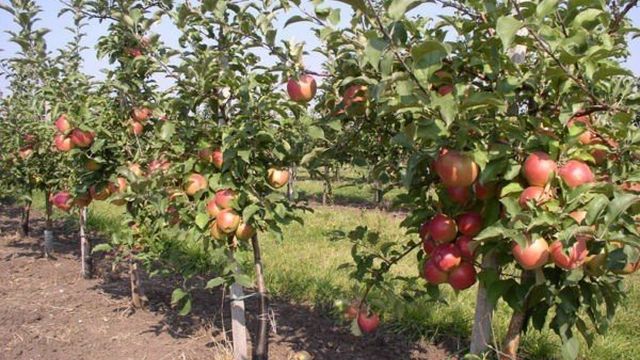 Советы экспертов, что делать, если сохнут яблони