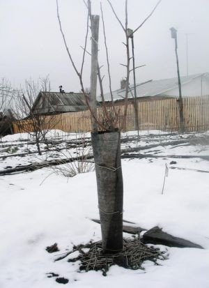 Укрытие стволов деревьев изоляцией для труб