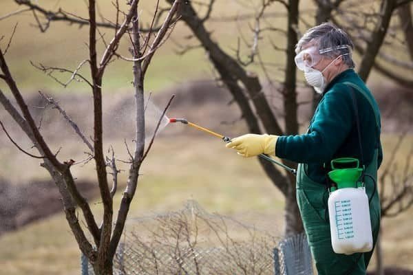 Опрыскивание от вредителей деревьев в саду весной