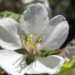 Войлочная вишня салют описание сорта. 12 лучших сортов войлочной вишни с фото и описанием