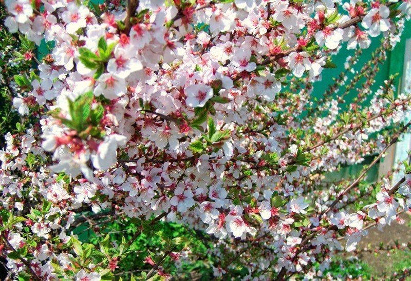 Войлочная вишня цветение