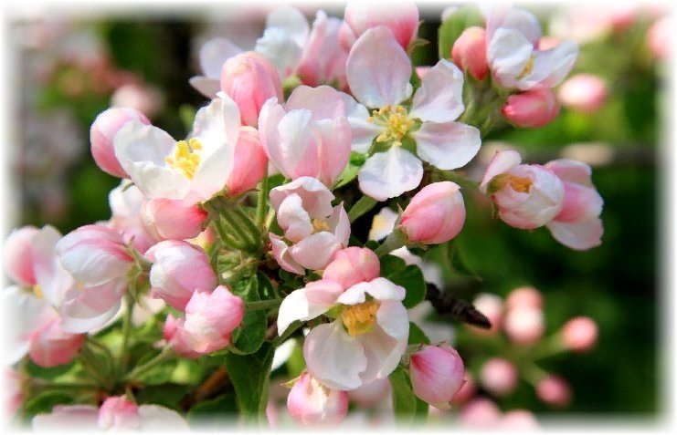 Яблоня садовая цветение