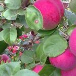 Яблоня Орлик – идеальный сорт для выращивания на небольших участках
