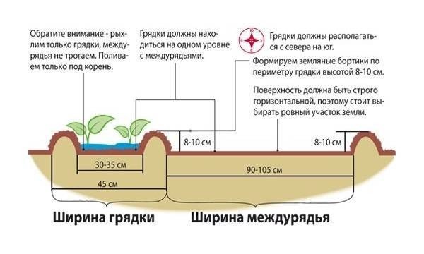 Схема посадки овощей по митлайдеру