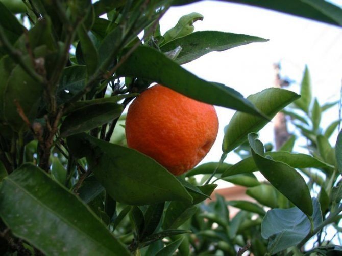 Цитрус мандарин mandarine