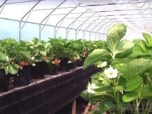 Выращивание клубники в теплице круглый год технология
