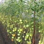 Правила посадки помидор в теплицах из поликарбоната