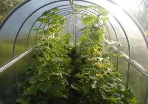 Выращивание огурцов в теплице из поликарбоната