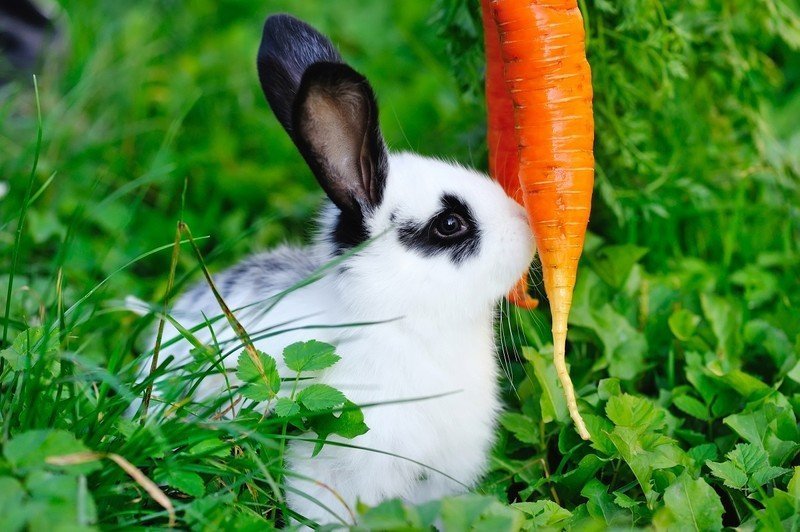 Черно белый кролик на траве с морковкой