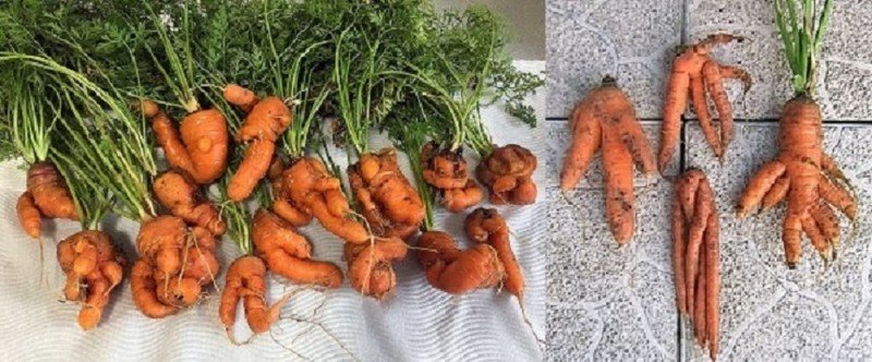 Деформация корнеплодов моркови