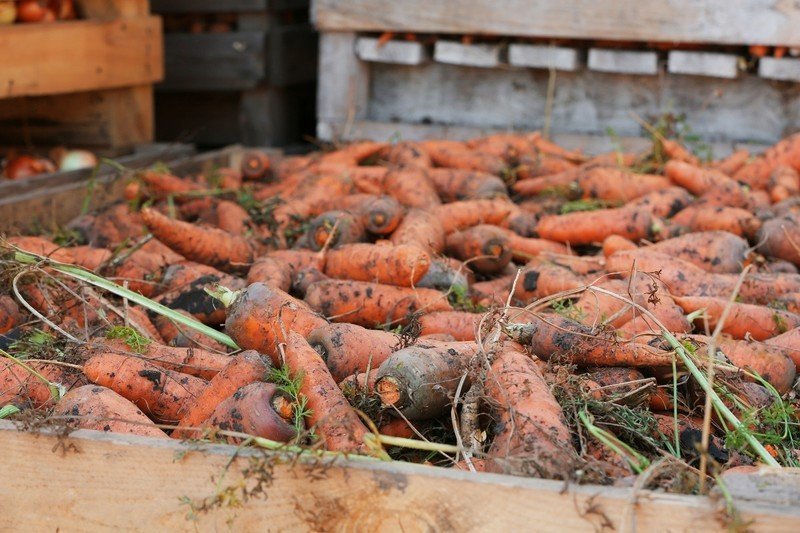 Хранение и сбор моркови