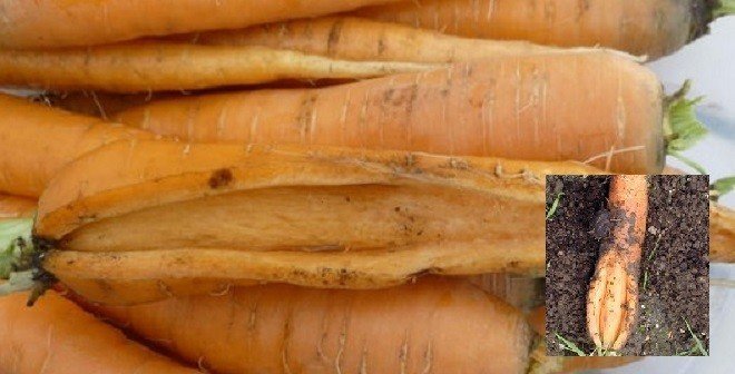 Растрескивание корнеплод моркови