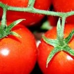 Алые паруса – высокоурожайный сорт помидоров