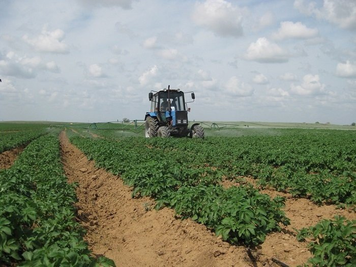 Гребневая технология возделывания картофеля