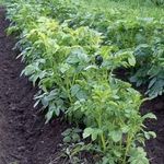 Эффективные и нестандартные способы выращивания картофеля