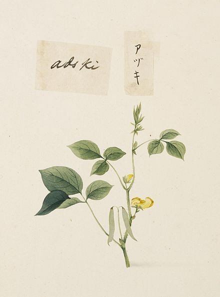 Phaseolus vulgaris гербарий
